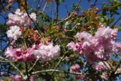 Prunus ‘Pink Perfection’ -Tree Furnish Store 12041 1 1 1024x683 1