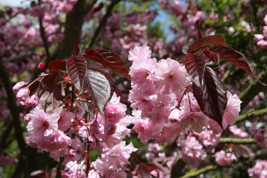 Prunus ‘Royal Burgundy’ 4 Prunus ‘Royal Burgundy’ - Image 2