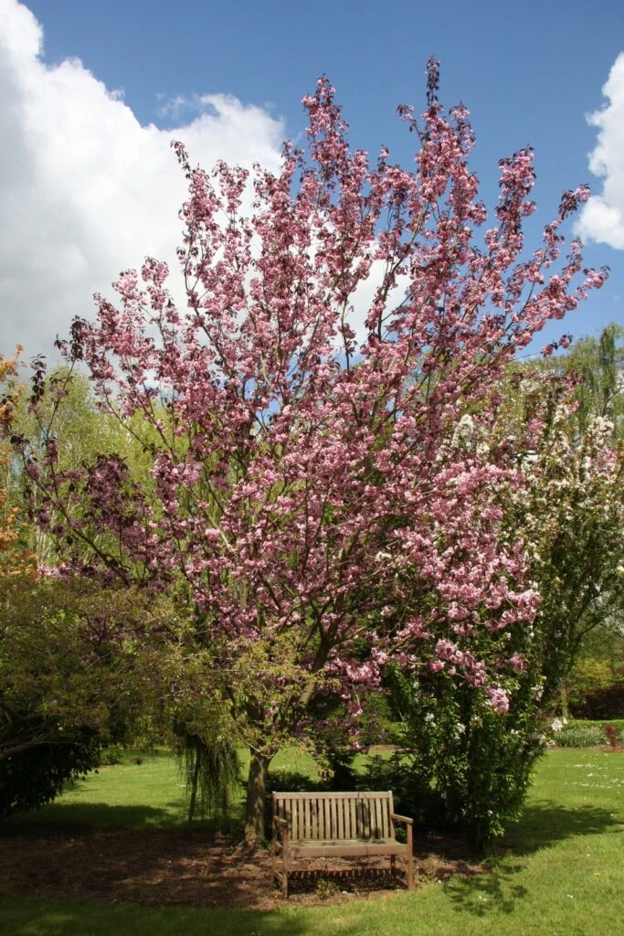 Prunus ‘Royal Burgundy’ 5 Prunus ‘Royal Burgundy’ - Image 3