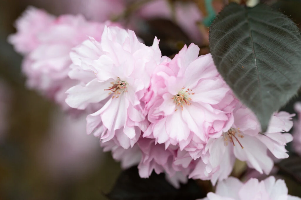 Prunus ‘Royal Burgundy’ 3 Prunus ‘Royal Burgundy’