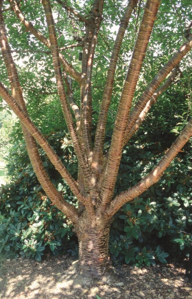 Prunus Rufa 4 Prunus Rufa - Image 2