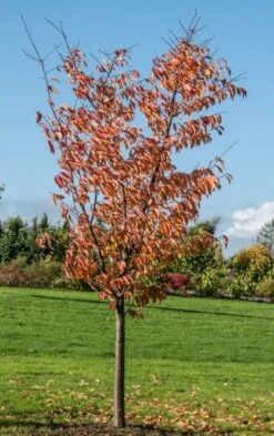 Prunus Sargentii 6 Prunus Sargentii -Tree Furnish Store 12048 1 1 643x1024 1