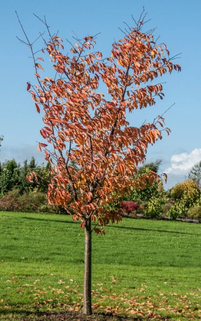 Prunus Sargentii 4 Prunus Sargentii - Image 2