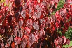 Prunus Sargentii 7 Prunus Sargentii -Tree Furnish Store 12048 2 1 1024x683 1