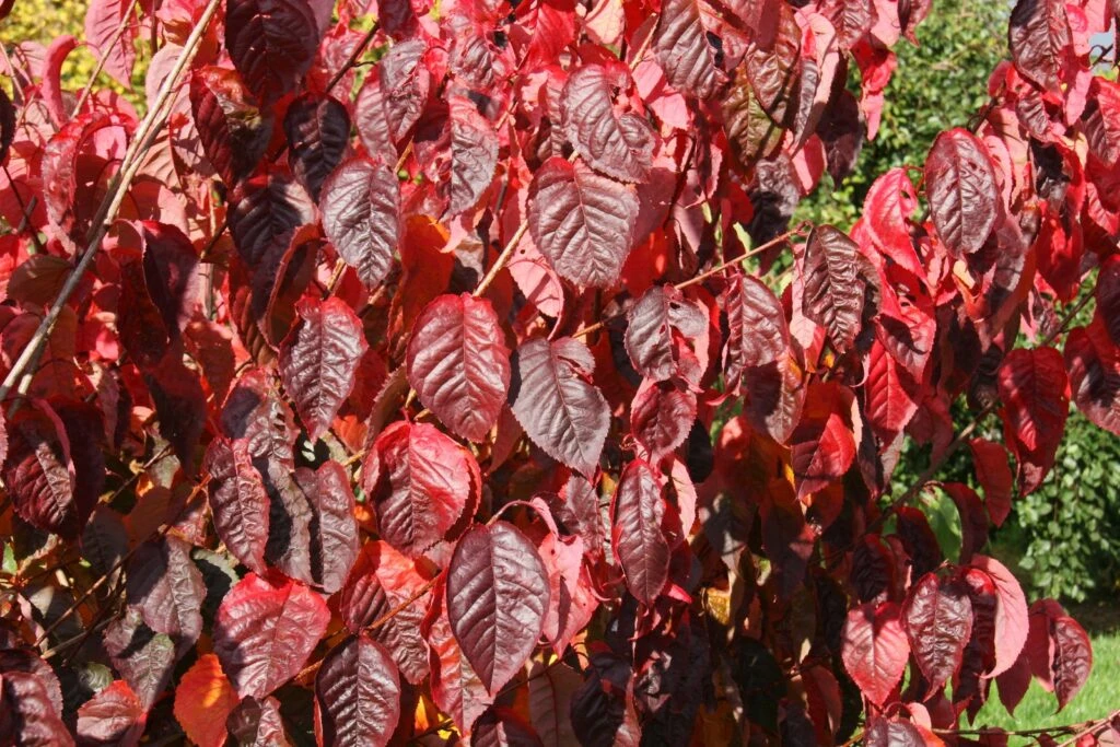 Prunus Sargentii 5 Prunus Sargentii - Image 3