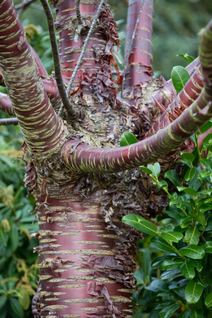 Prunus Serrula 4 Prunus Serrula - Image 2