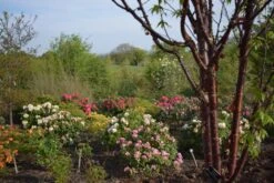 Prunus Serrula 7 Prunus Serrula -Tree Furnish Store 12049 2 1 1024x684 1