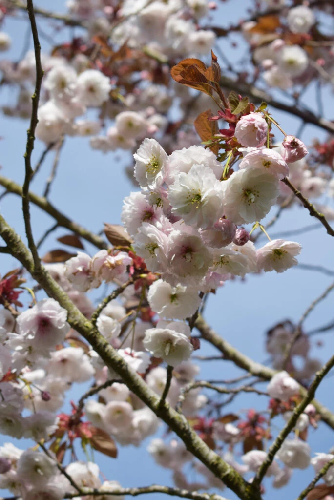 Prunus ‘Fugenzo’ 4 Prunus ‘Fugenzo’ - Image 2