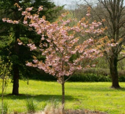 Prunus ‘Fugenzo’ 7 Prunus ‘Fugenzo’ -Tree Furnish Store 12050 13497 a62a