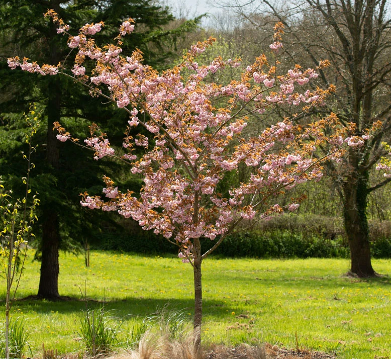 Prunus ‘Fugenzo’ 5 Prunus ‘Fugenzo’ - Image 3
