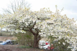 Prunus ‘Shirotae’ 7 Prunus ‘Shirotae’ -Tree Furnish Store 12051 12372 6390 1 1024x683 1