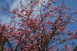 Prunus ‘Shosar’ 5 Prunus ‘Shosar’ -Tree Furnish Store 12052 1 1 1024x683 1