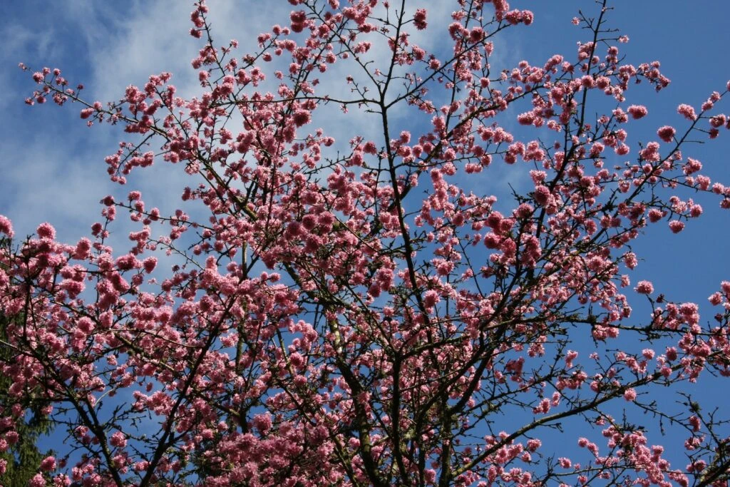 Prunus ‘Shosar’ 4 Prunus ‘Shosar’ - Image 2