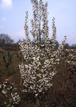 Prunus ‘Snow Goose’ 7 Prunus ‘Snow Goose’ -Tree Furnish Store 12053 1 1