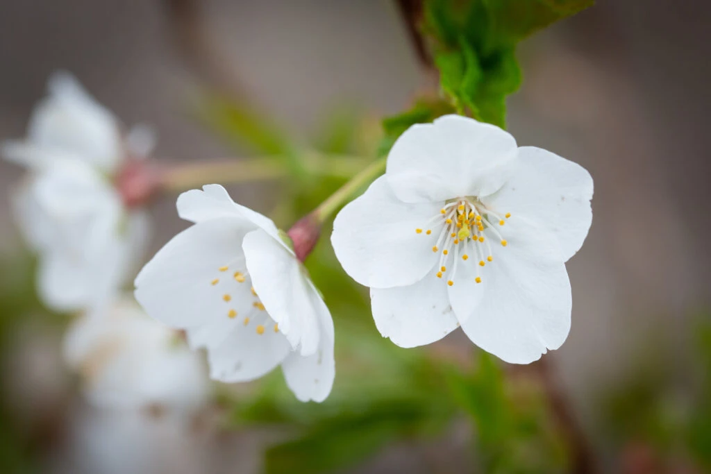 Prunus ‘Snow Goose’ 3 Prunus ‘Snow Goose’