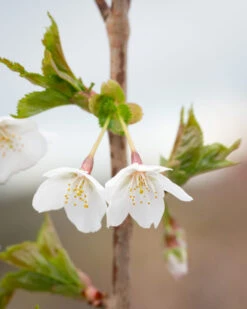 Prunus ‘Snow Goose’ 6 Prunus ‘Snow Goose’ -Tree Furnish Store 12053 13338 bbf9 819x1024 1