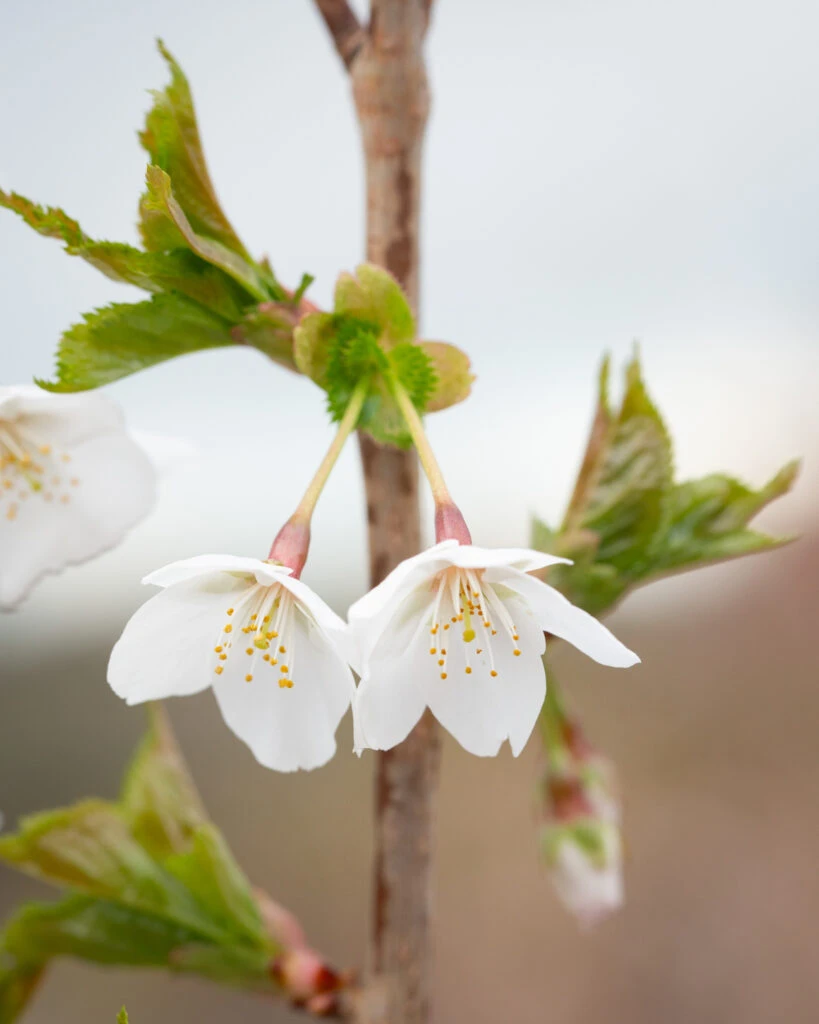 Prunus ‘Snow Goose’ 4 Prunus ‘Snow Goose’ - Image 2