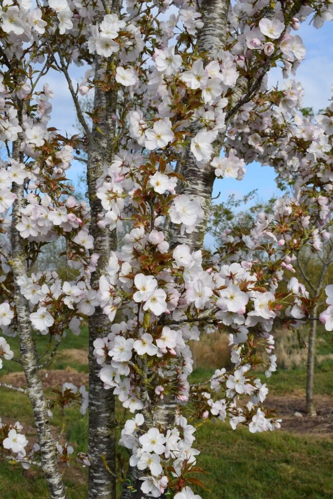 Prunus ‘Sunset Boulevard’ 4 Prunus ‘Sunset Boulevard’ - Image 2