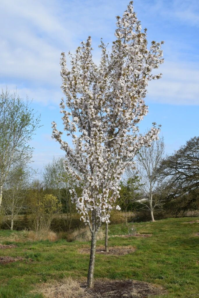 Prunus ‘Sunset Boulevard’ 5 Prunus ‘Sunset Boulevard’ - Image 3