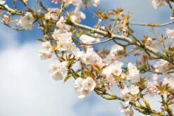 Prunus ‘Sunset Boulevard’