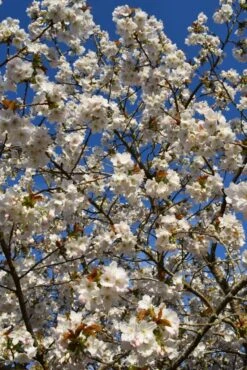 Prunus ‘Tai-haku’ -Tree Furnish Store 12060 684x1024 1