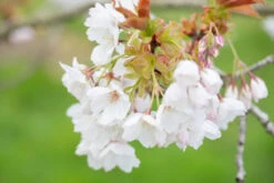 Prunus ‘Tai-haku’