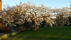 Prunus ‘Tai-haku’ -Tree Furnish Store 12060 2 1 1024x576 1