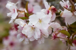 Prunus ‘The Bride’ -Tree Furnish Store 12062 12362 c232 1 1024x683 1