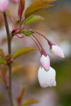 Prunus ‘The Bride’ -Tree Furnish Store 12062 12364 2047 1 683x1024 1