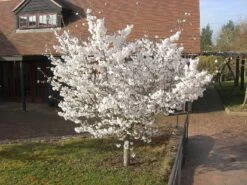 Prunus ‘The Bride’ -Tree Furnish Store 12062 12365 cddd 1