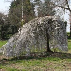 Prunus ‘Weeping Yoshino’ -Tree Furnish Store 12065 1 1