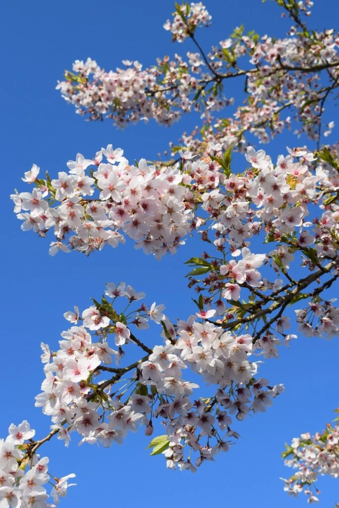 Prunus X Yedoensis 5 Prunus X Yedoensis - Image 3