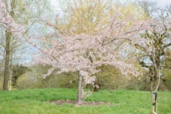 Prunus X Yedoensis 9 Prunus X Yedoensis -Tree Furnish Store 12066 13425 ea70 1024x683 1