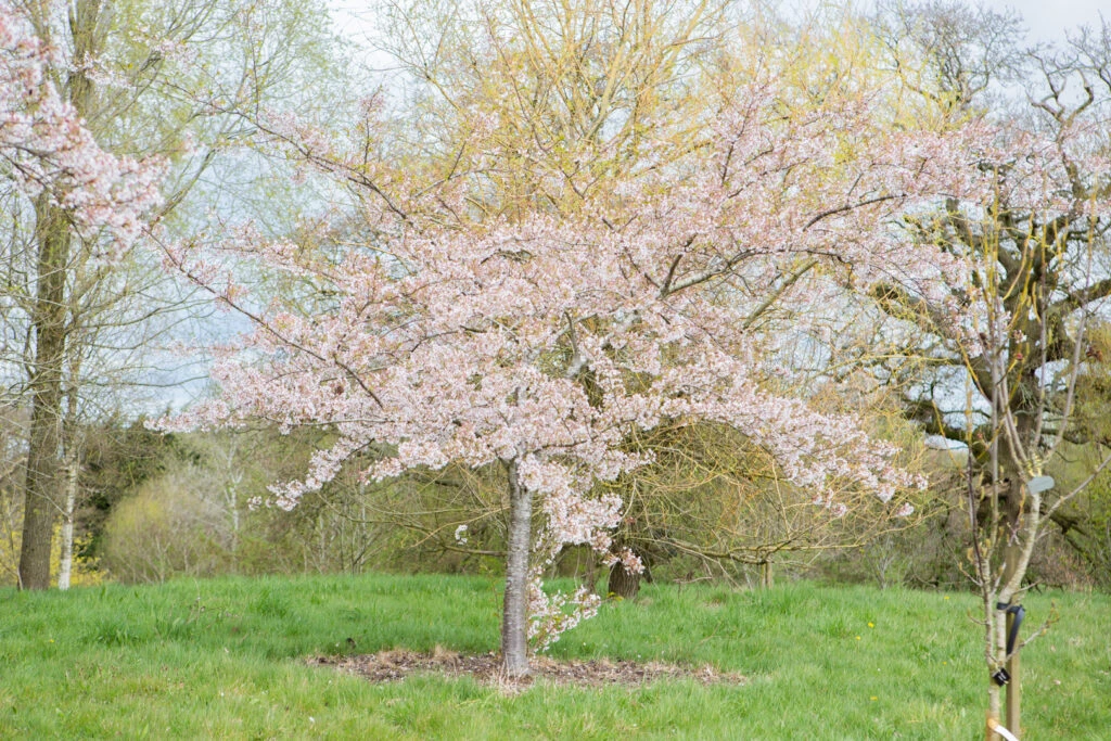 Prunus X Yedoensis 6 Prunus X Yedoensis - Image 4