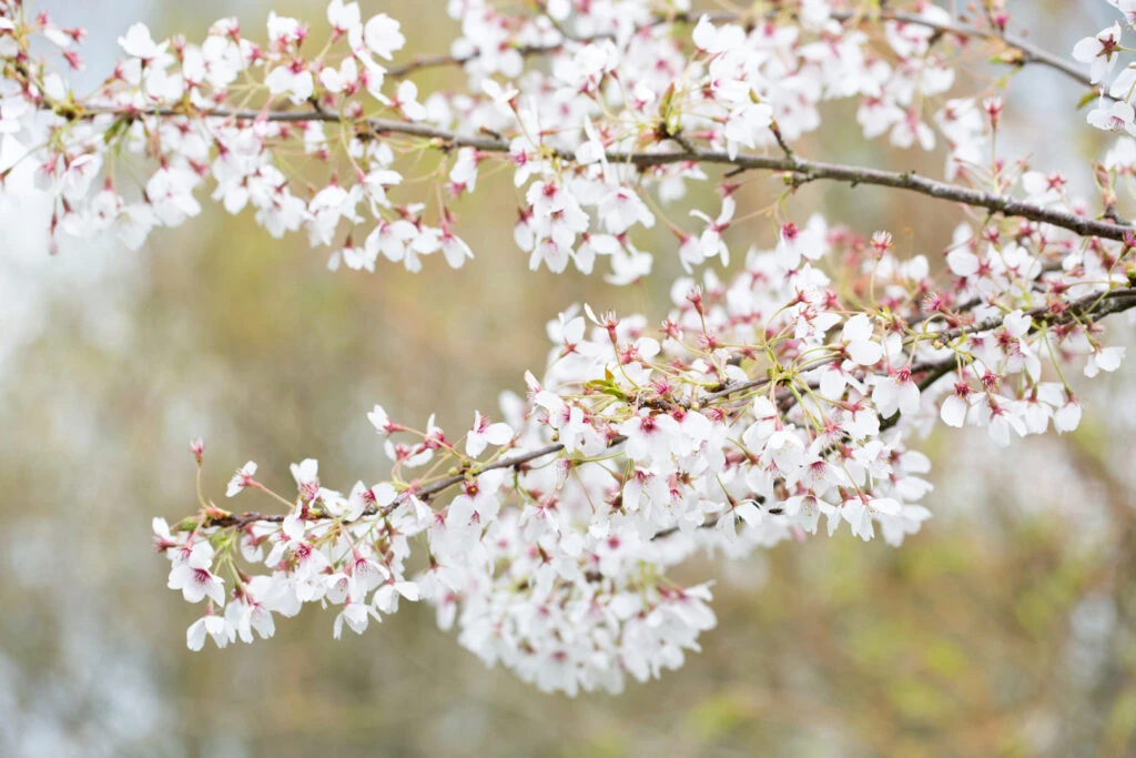 Prunus X Yedoensis 3 Prunus X Yedoensis
