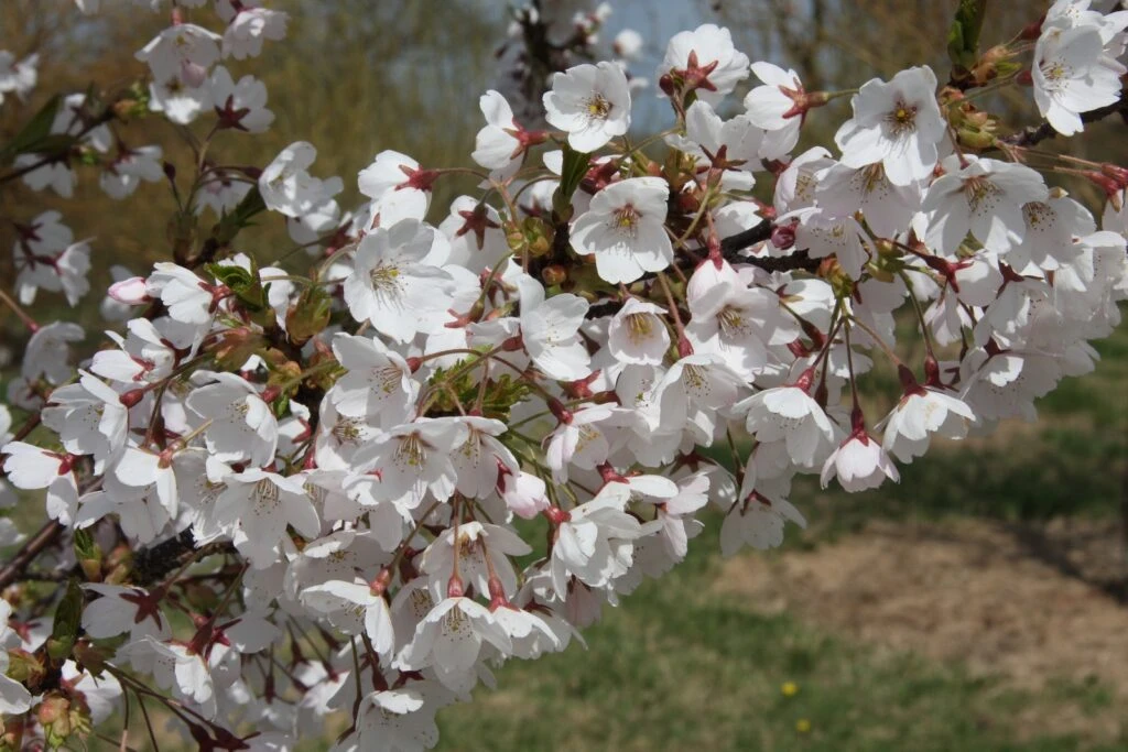 Prunus X Yedoensis 4 Prunus X Yedoensis - Image 2