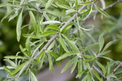 Pyrus Salicifolia ‘Pendula’