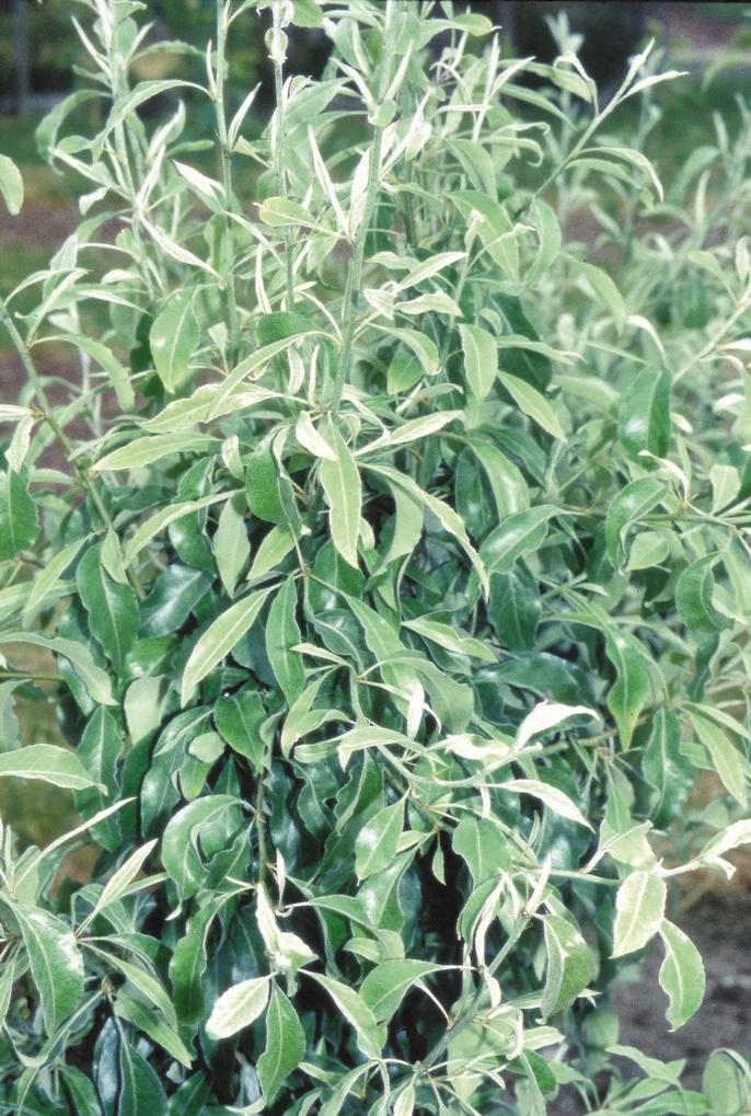 Pyrus Elaeagnifolia ‘Silver Sails’ 4 Pyrus Elaeagnifolia ‘Silver Sails’ - Image 2