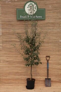 Pyrus Elaeagnifolia ‘Silver Sails’ 7 Pyrus Elaeagnifolia ‘Silver Sails’ -Tree Furnish Store 12072 1 1