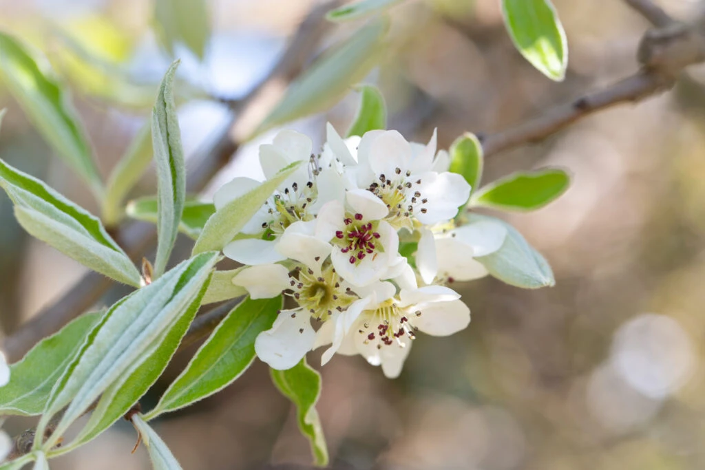 Pyrus Elaeagnifolia ‘Silver Sails’ 3 Pyrus Elaeagnifolia ‘Silver Sails’