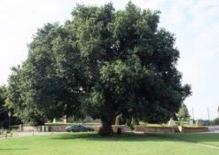 Quercus Robur -Tree Furnish Store 12079 1024x724 1