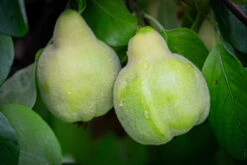 Meech’s Prolific 7 Meech’s Prolific -Tree Furnish Store 12084 14624 7f60 1024x683 1