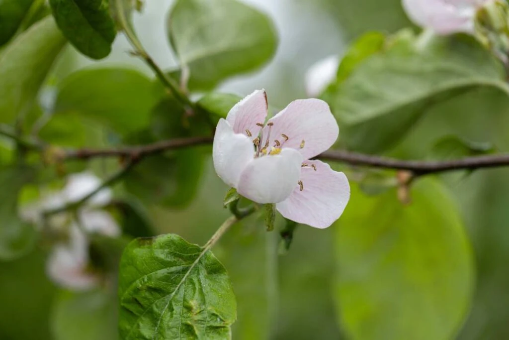 Meech’s Prolific 4 Meech’s Prolific - Image 2