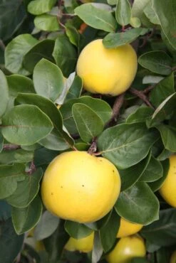 Serbian Gold 8 Serbian Gold -Tree Furnish Store 12086 14732 5994 683x1024 1