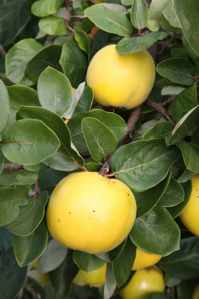 Serbian Gold 5 Serbian Gold - Image 3