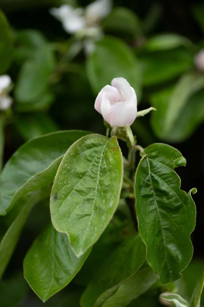 Serbian Gold 4 Serbian Gold - Image 2