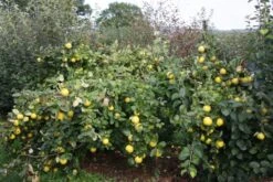 Serbian Gold 9 Serbian Gold -Tree Furnish Store 12086 2 1 1024x683 1