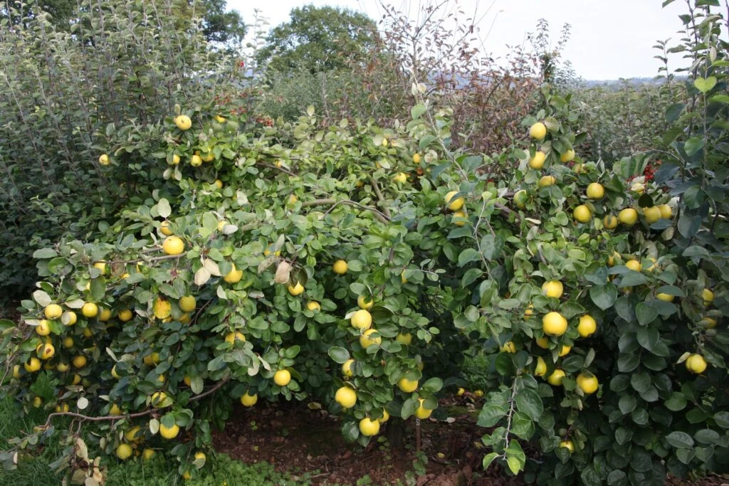 Serbian Gold 6 Serbian Gold - Image 4