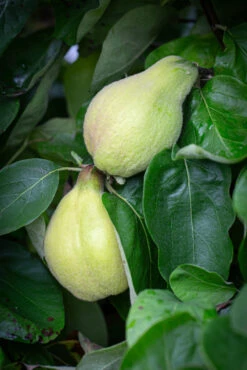 Vranja -Tree Furnish Store 12087 14628 ad93 683x1024 1