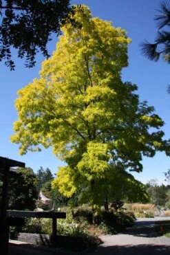 Robinia Pseudoacacia ‘Frisia’ -Tree Furnish Store 12088